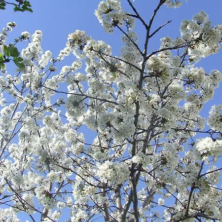 公寓 达尔马提亚别墅酒店 扎达尔